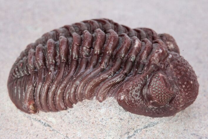 Red Morocops Trilobite - Hmar Laghdad, Morocco #222457